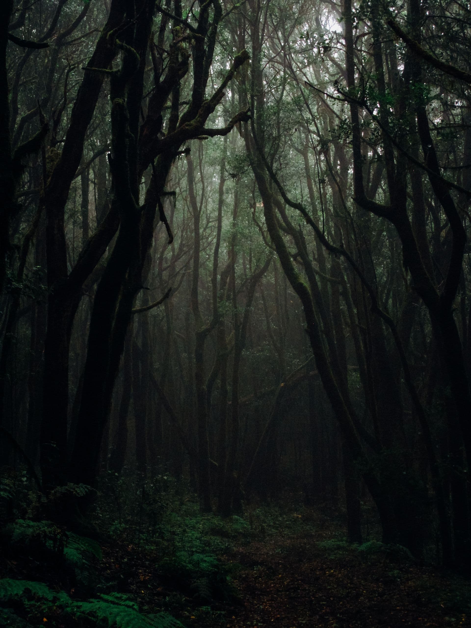 Light falling through a dark pine forest